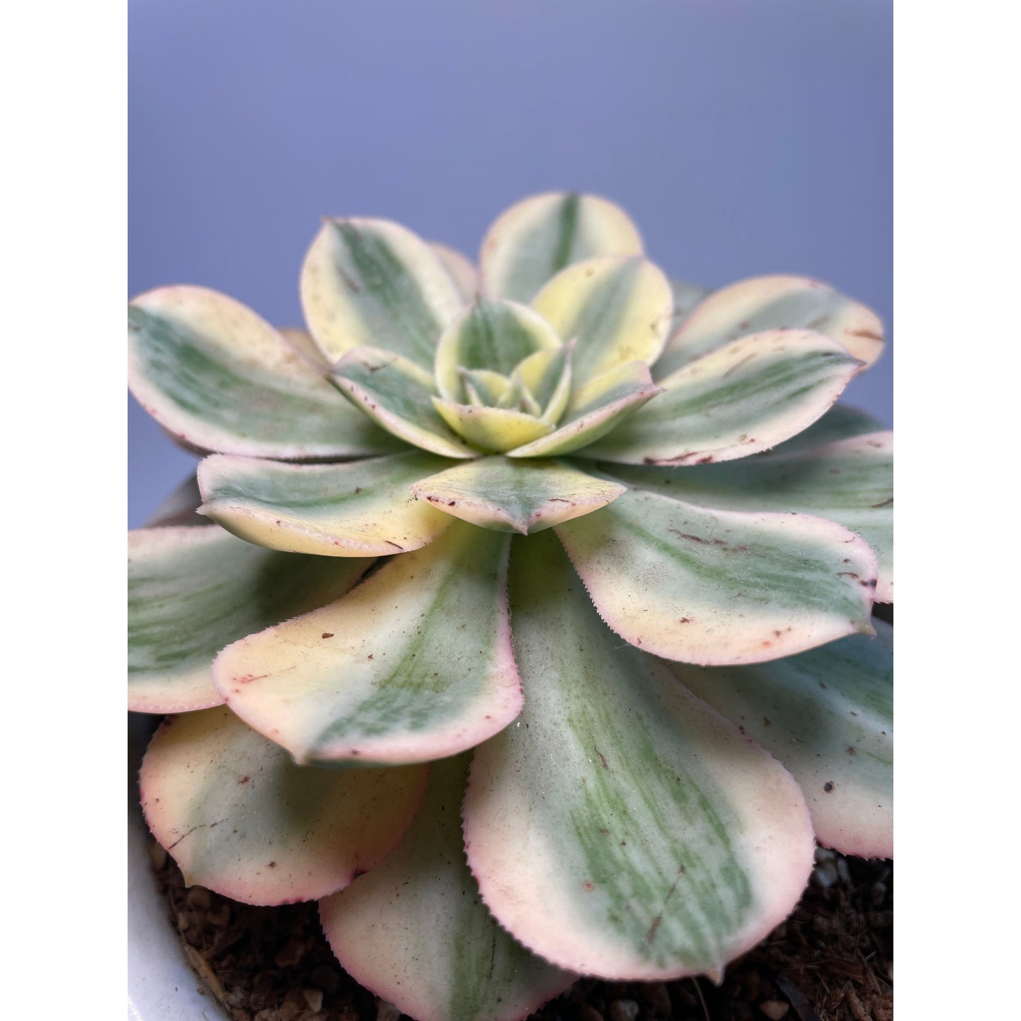 Aeonium Sunburst