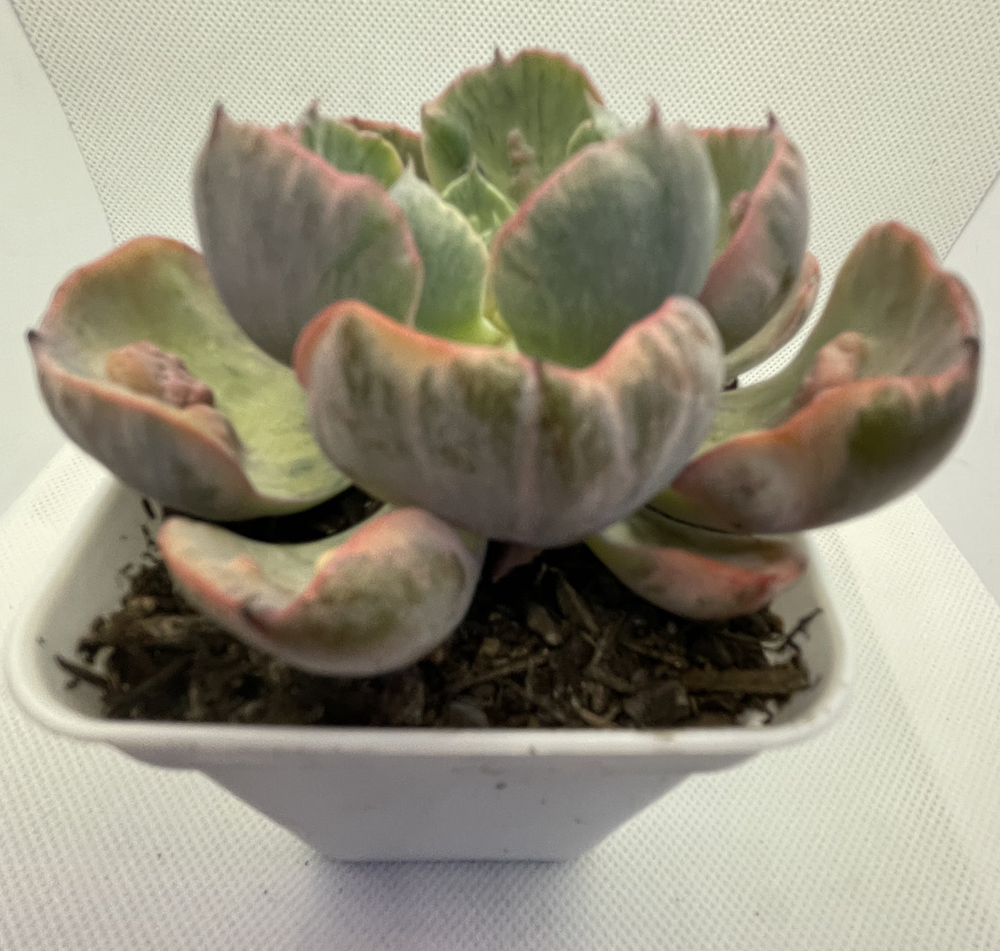 Echeveria 'Beyonce' Rainbow Varigated
