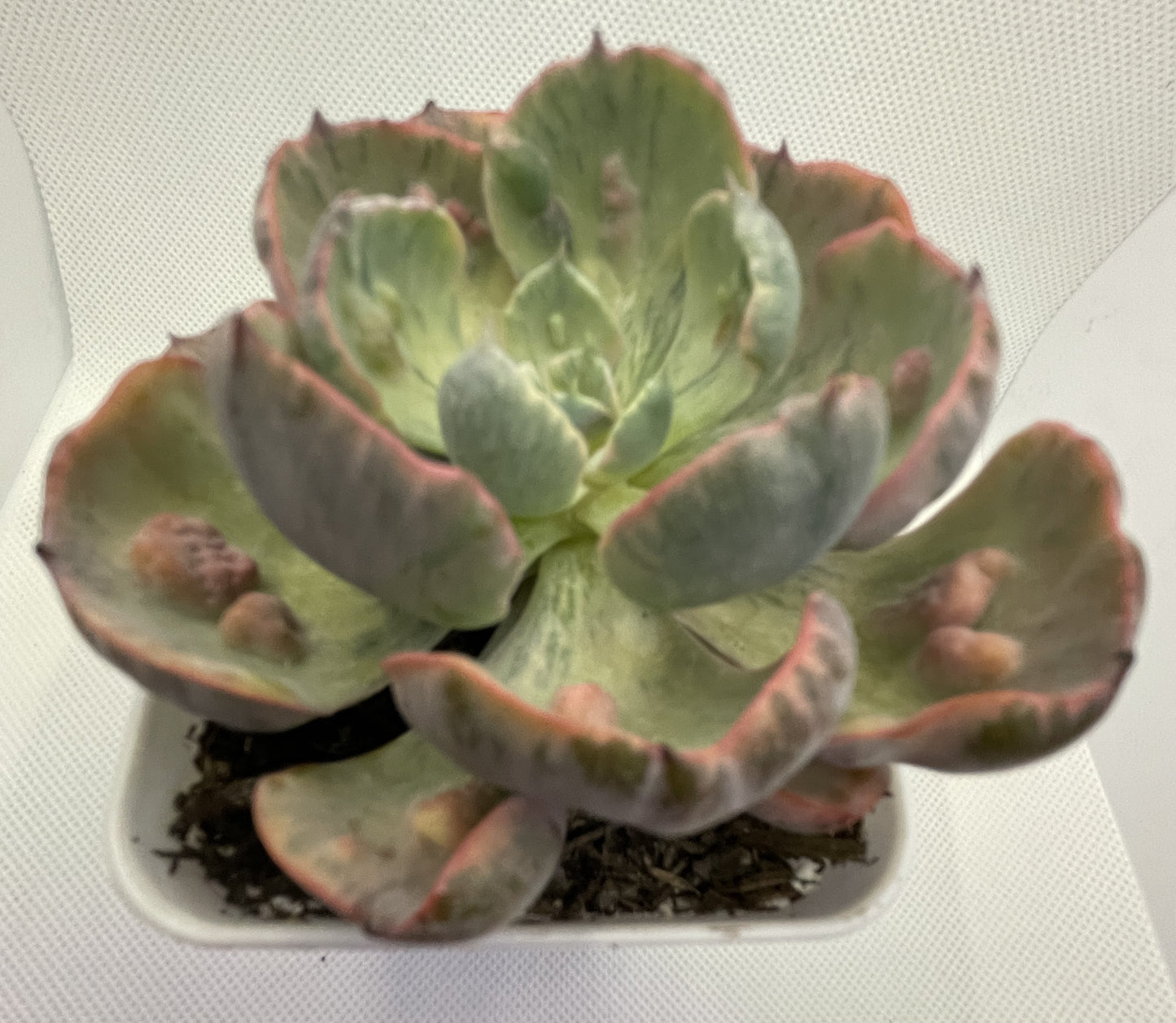Echeveria 'Beyonce' Rainbow Varigated