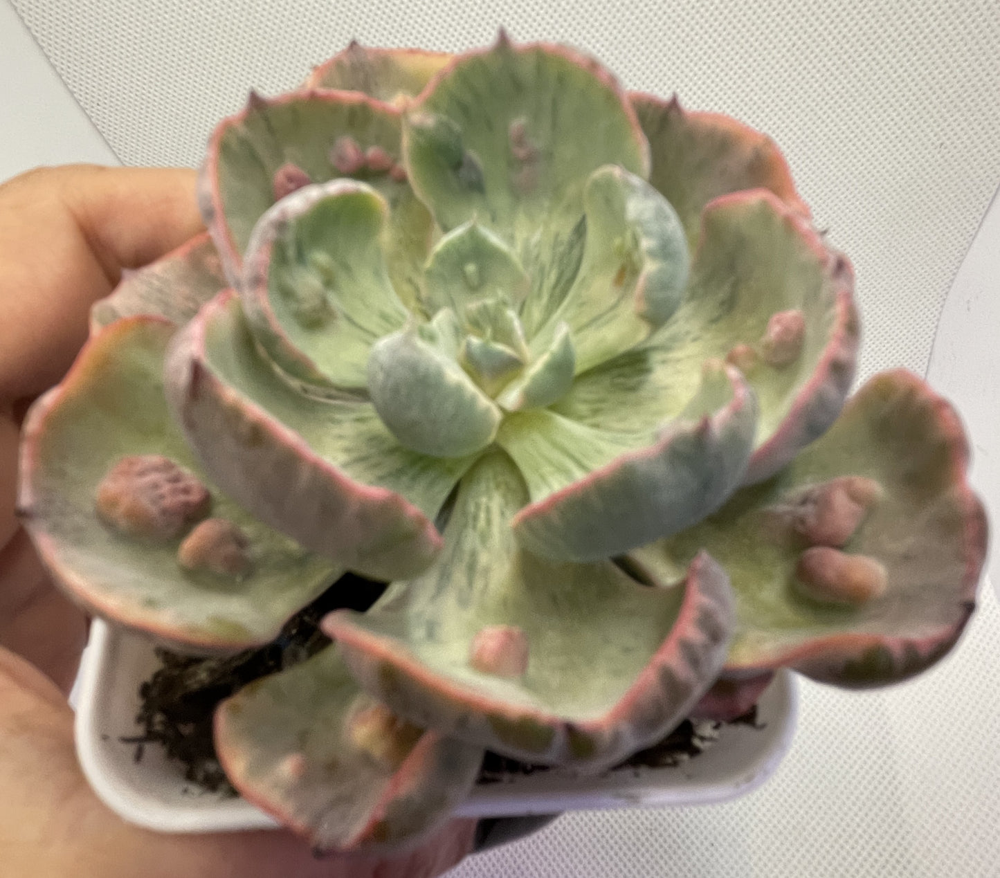 Echeveria 'Beyonce' Rainbow Varigated