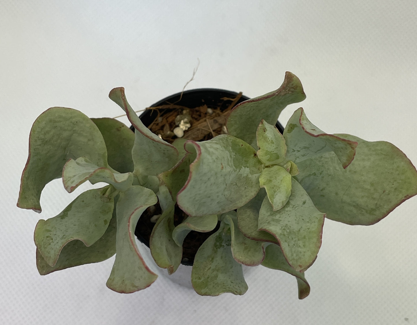 Crassula Arborescens ‘Blue Waves’