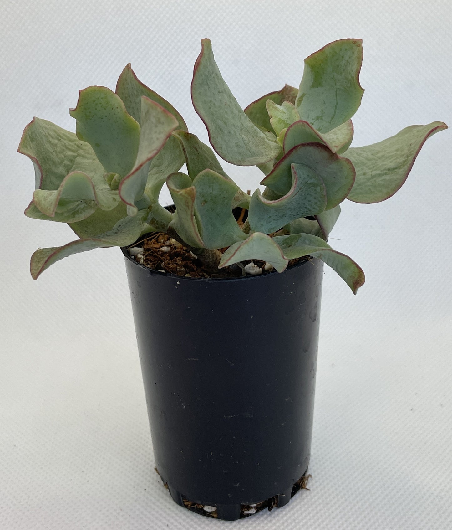 Crassula Arborescens ‘Blue Waves’