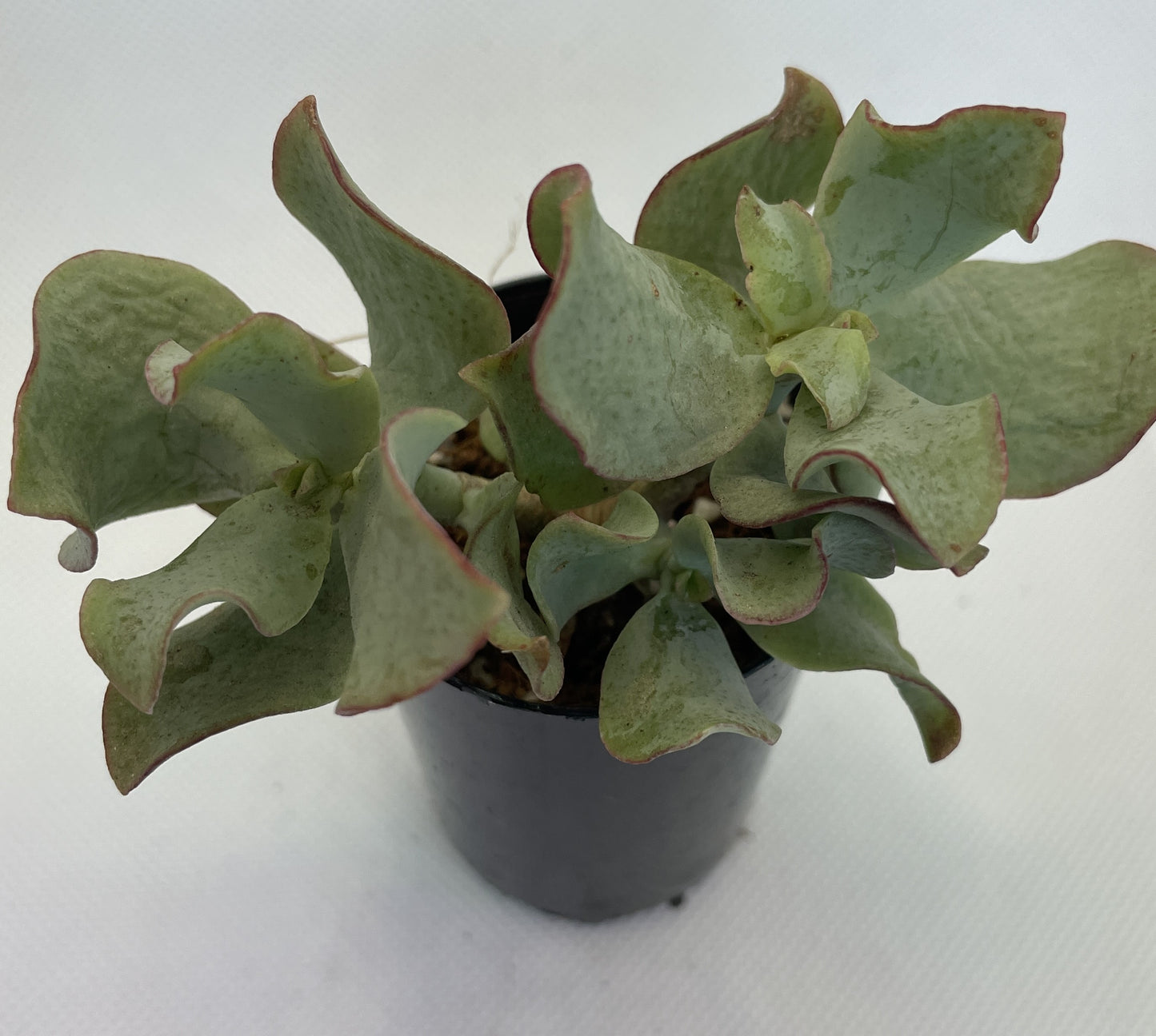 Crassula Arborescens ‘Blue Waves’