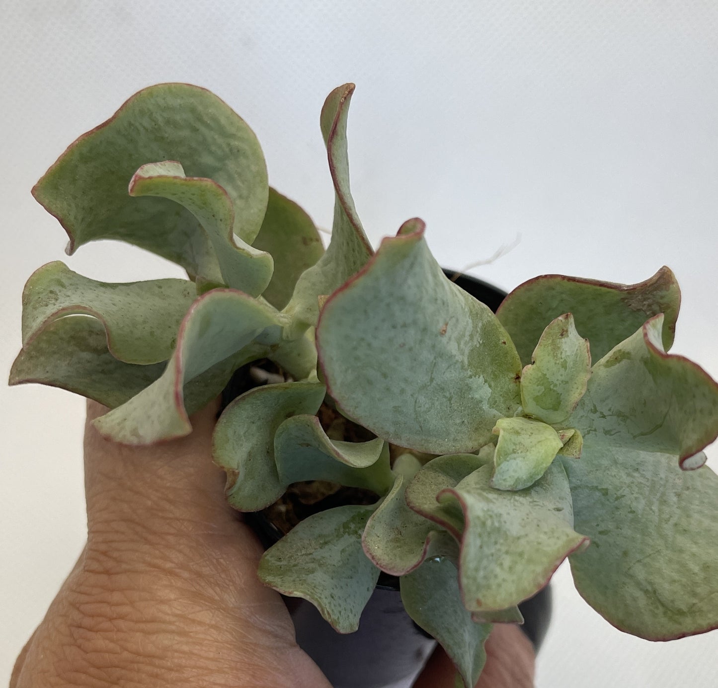 Crassula Arborescens ‘Blue Waves’