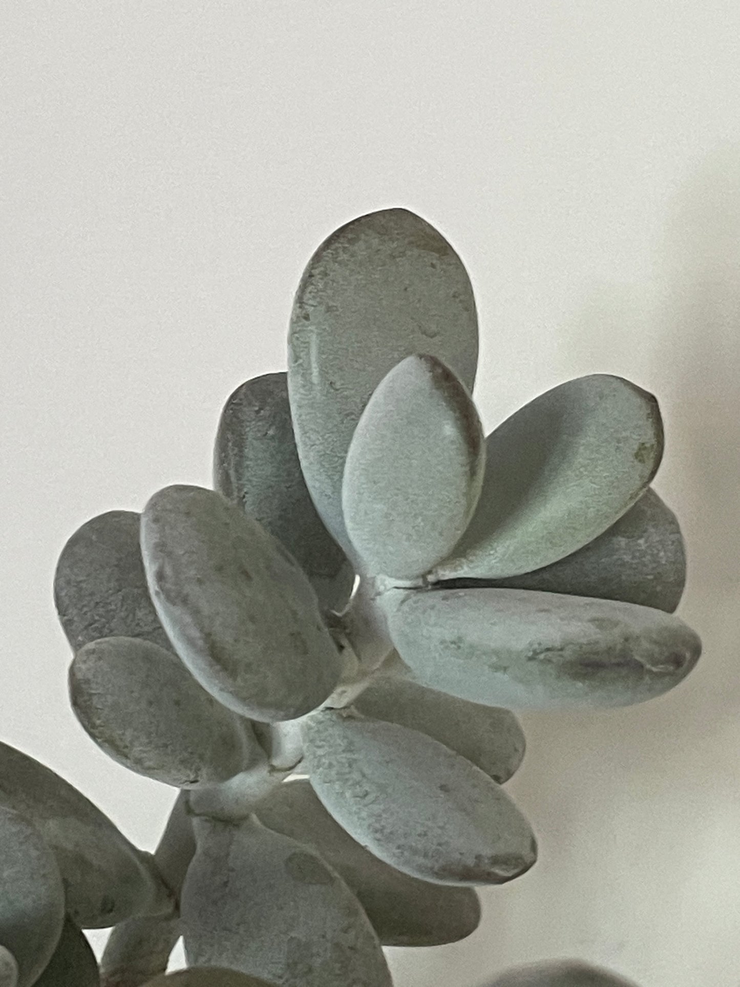 Cotyledon orbiculata 'Oophylla'