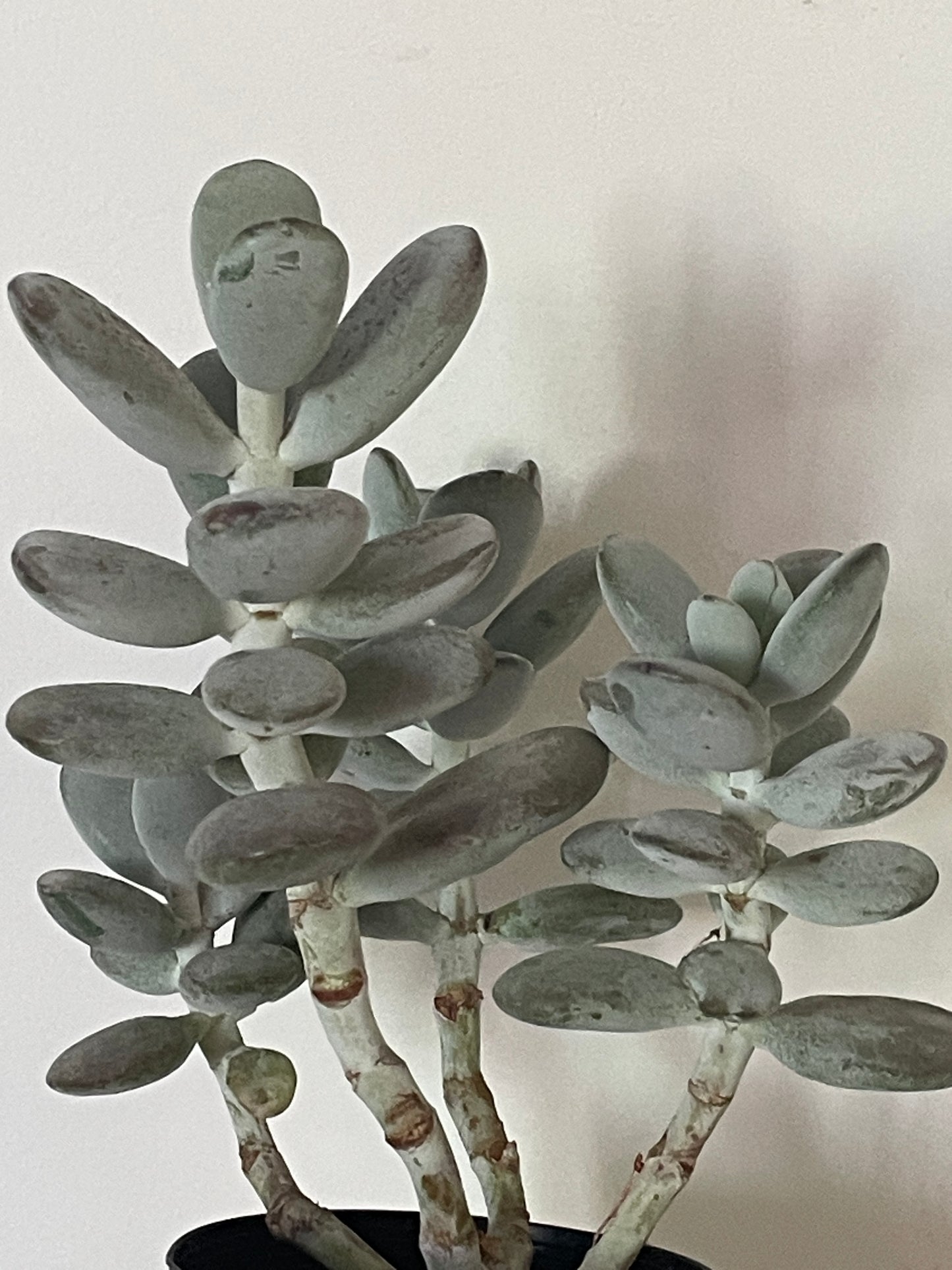 Cotyledon orbiculata 'Oophylla'