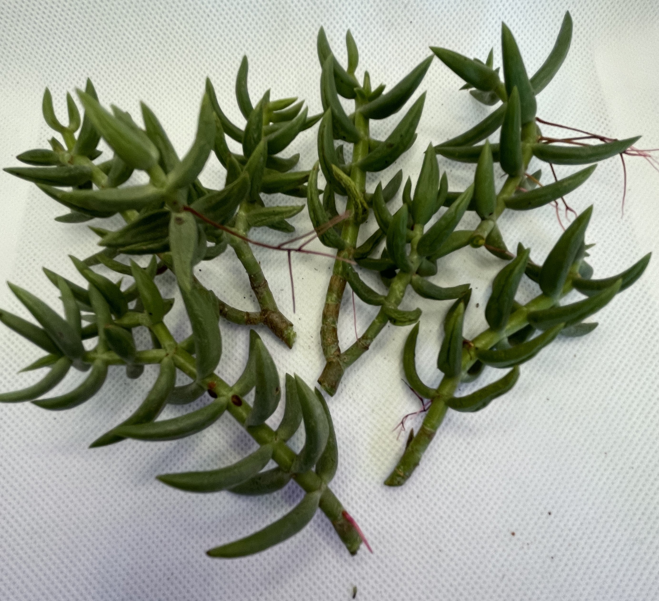 crassula tetragona succulent Crassula Tetragona – OZ BALCONY SUCCULENT