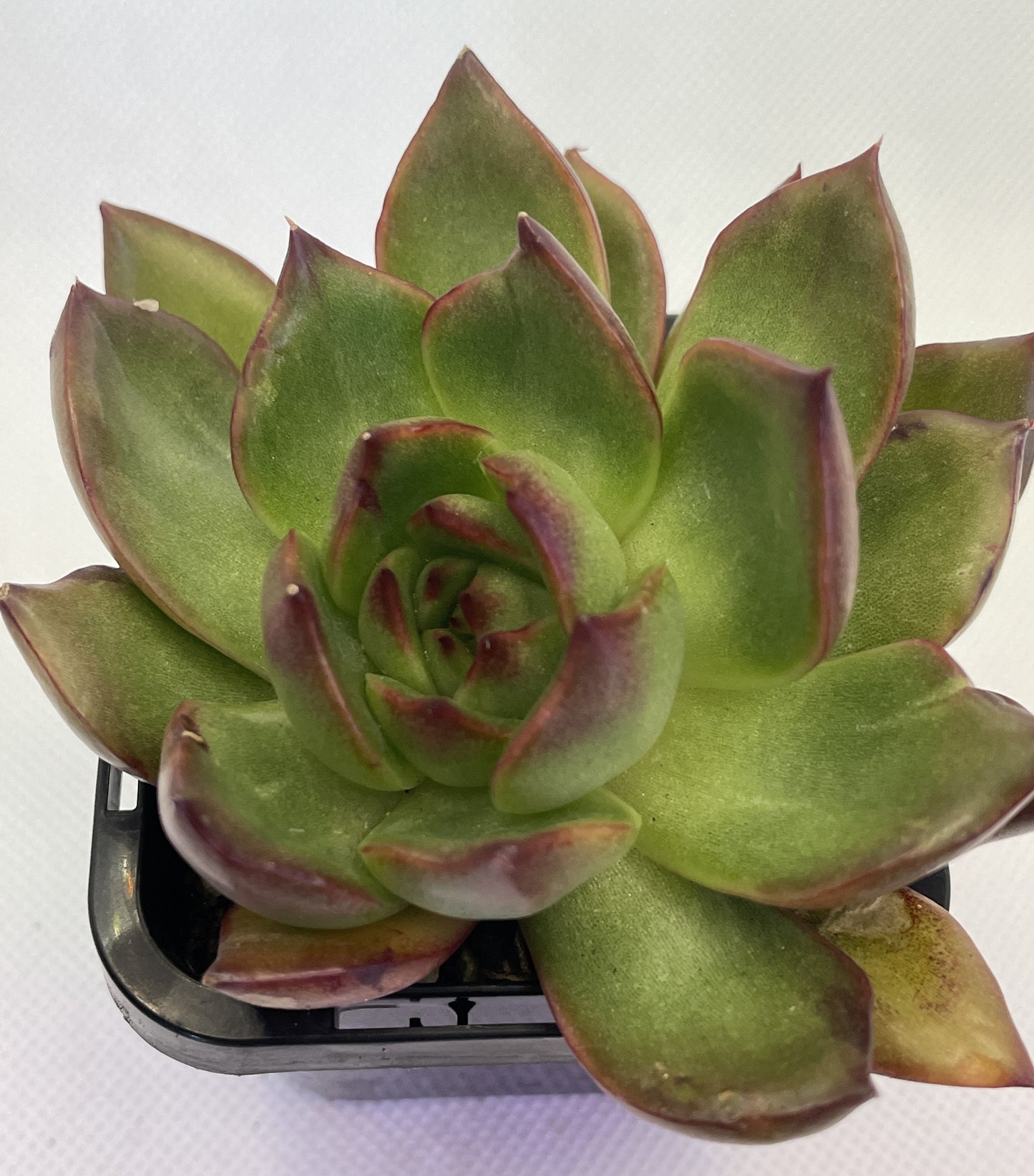 Echeveria 'Benimusume'