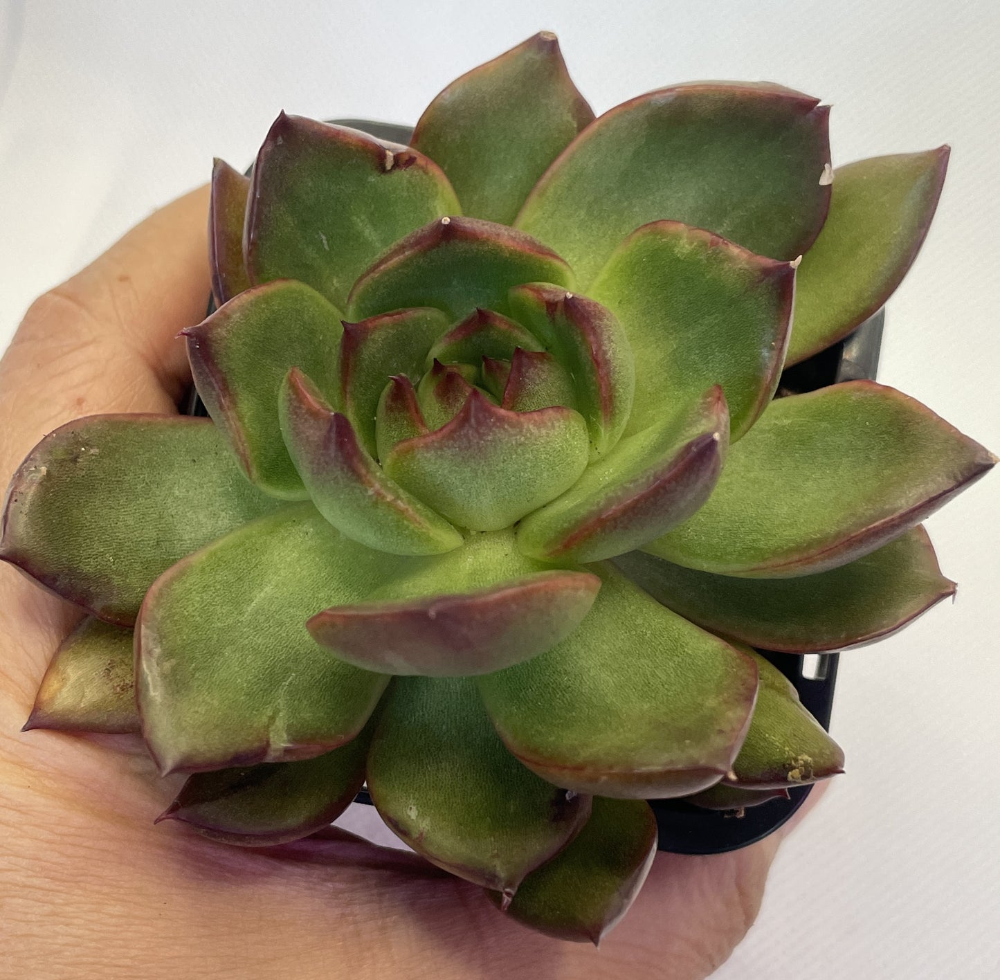 Echeveria 'Benimusume'