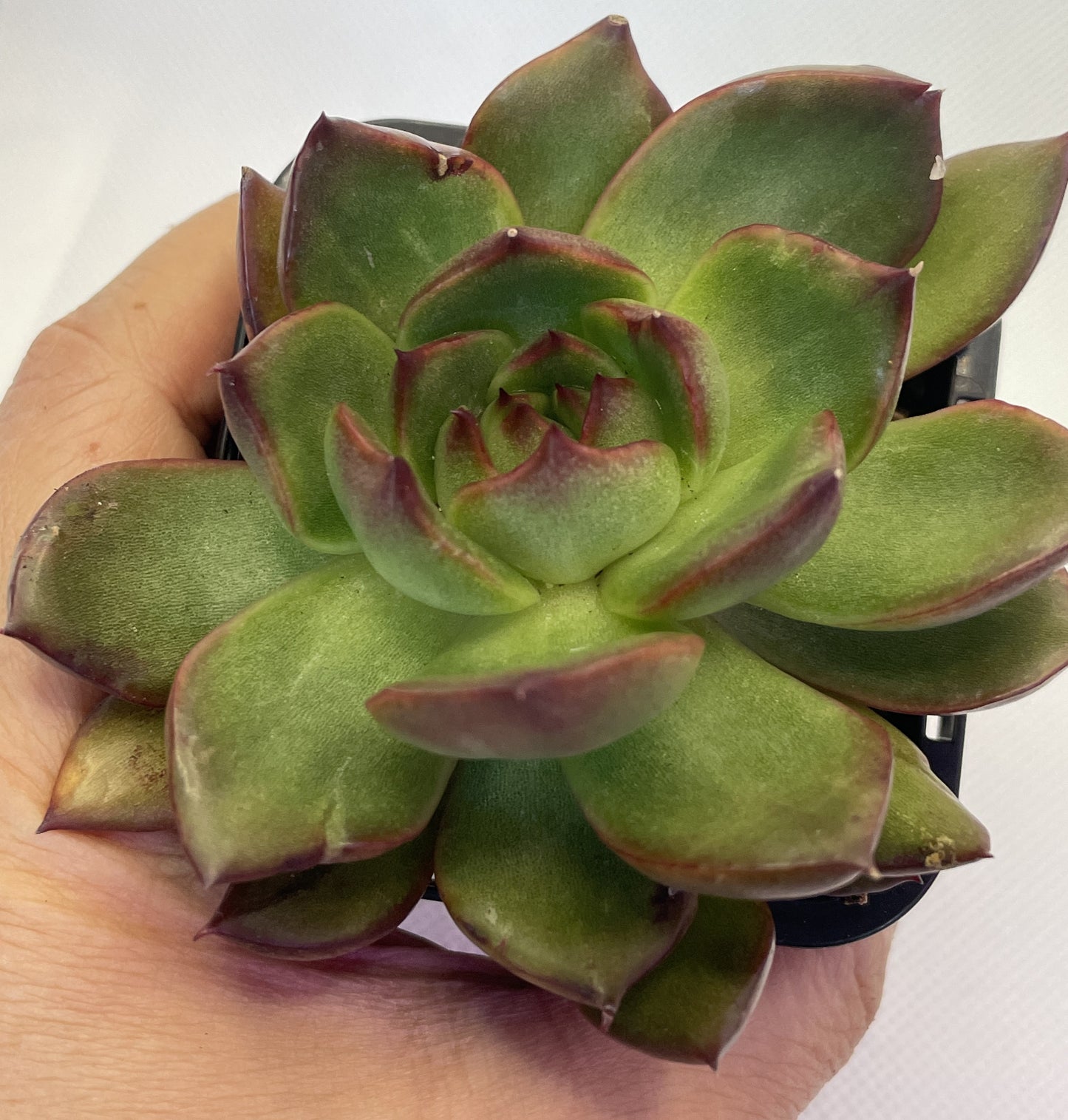 Echeveria 'Benimusume'