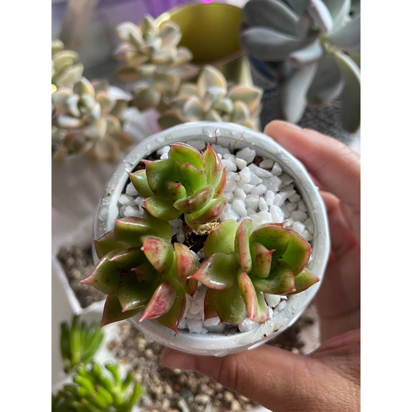 Echeveria Prodidity