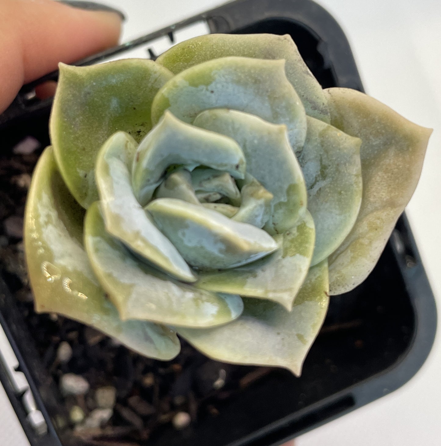 Graptoveria 'Lovely Rose'