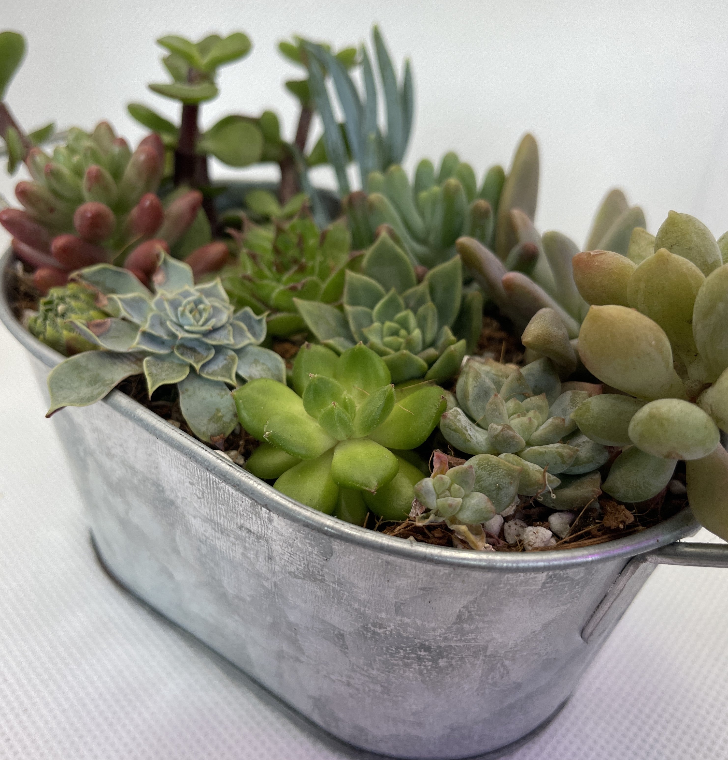 oz succulent Metal Tub Arrangement – OZ BALCONY SUCCULENT