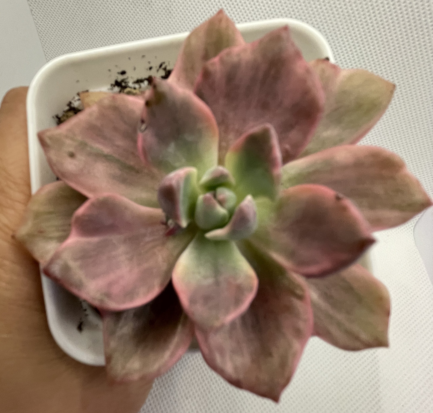 Graptoveria 'Mrs Richards' Variegata/Gypsy