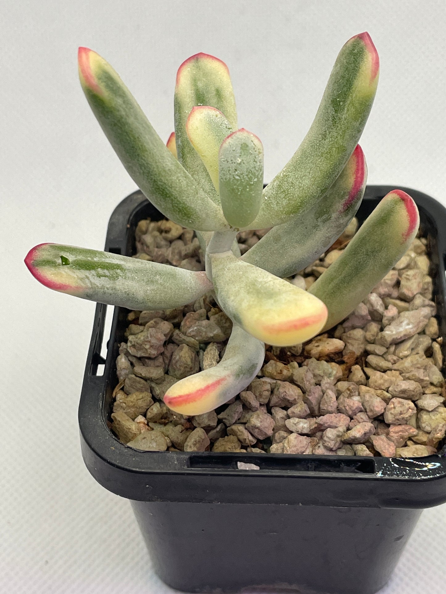 Cotyledon orbiculata Variegated (Long Leaf)