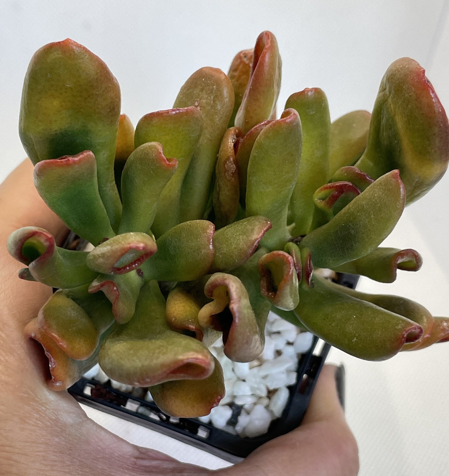 Crassula Ovata 'Gollum' Cuttings Only
