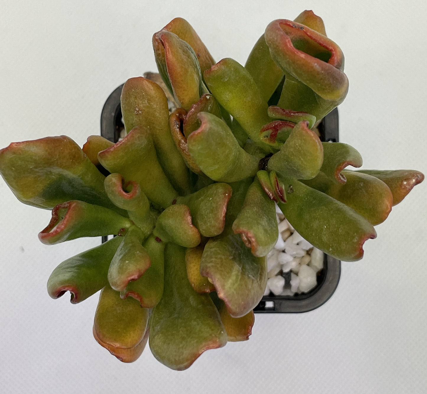 Crassula Ovata 'Gollum' Cuttings Only