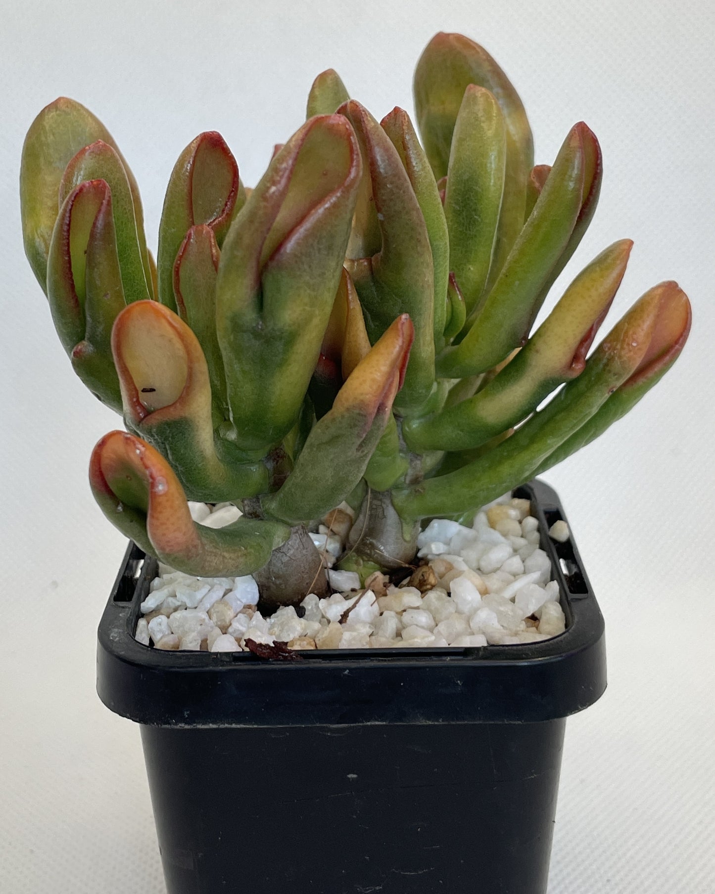 Crassula Ovata 'Gollum' Cuttings Only