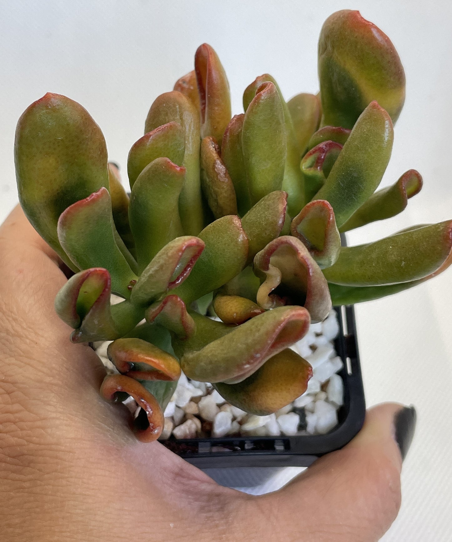 Crassula Ovata 'Gollum' Cuttings Only