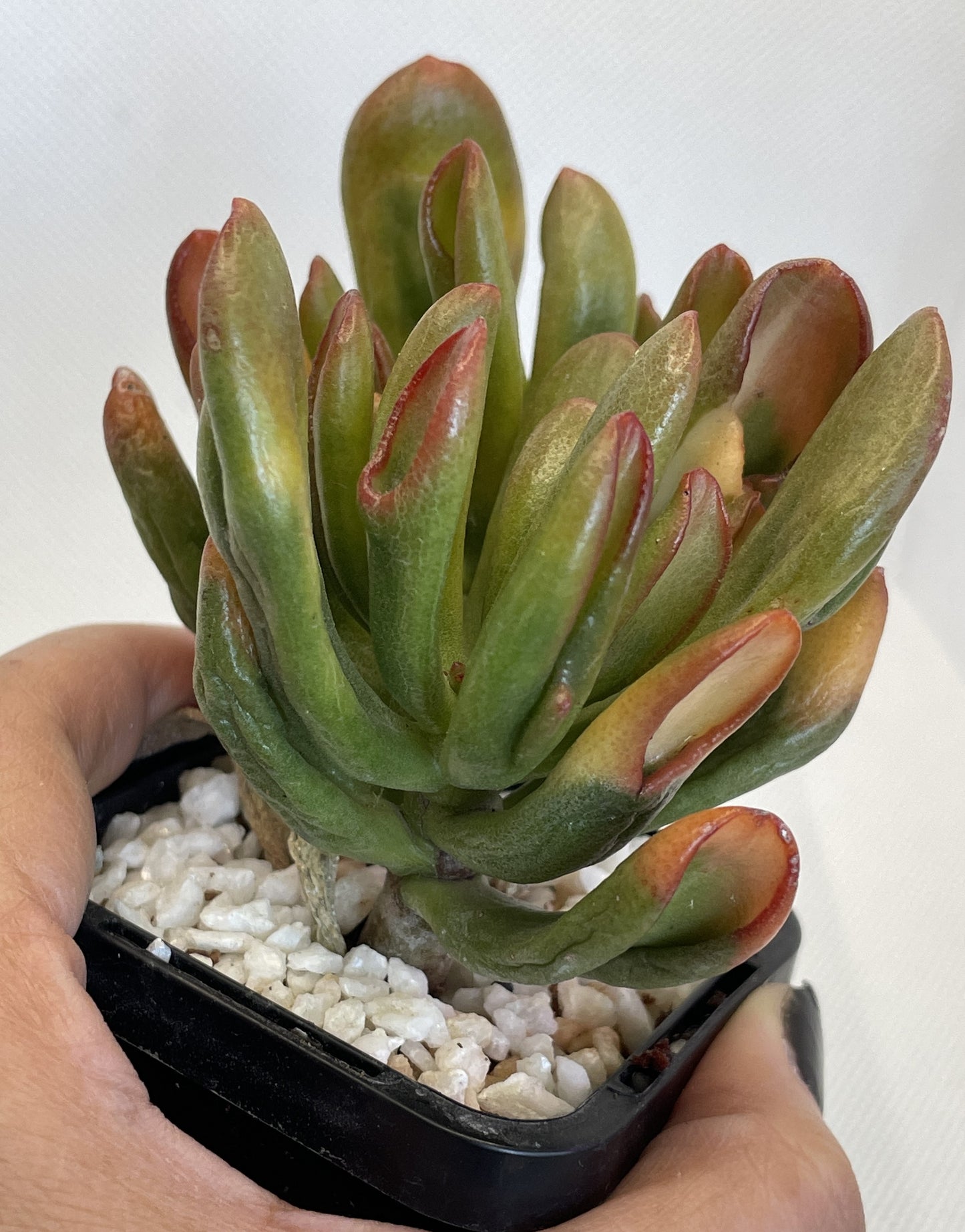 Crassula Ovata 'Gollum' Cuttings Only