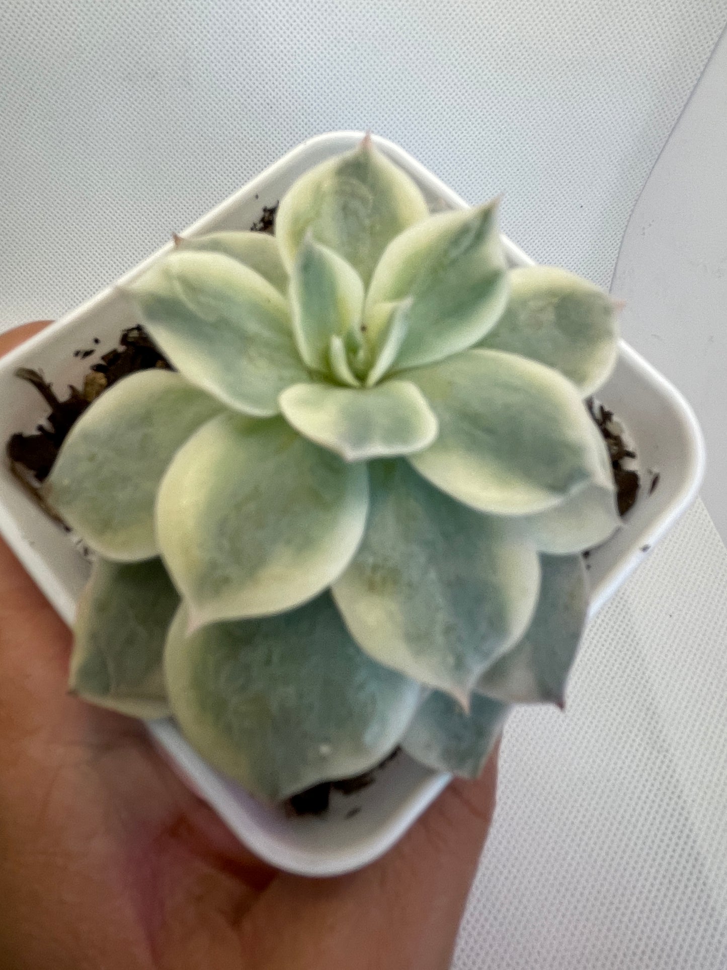 Echeveria Subsessilis Varigated