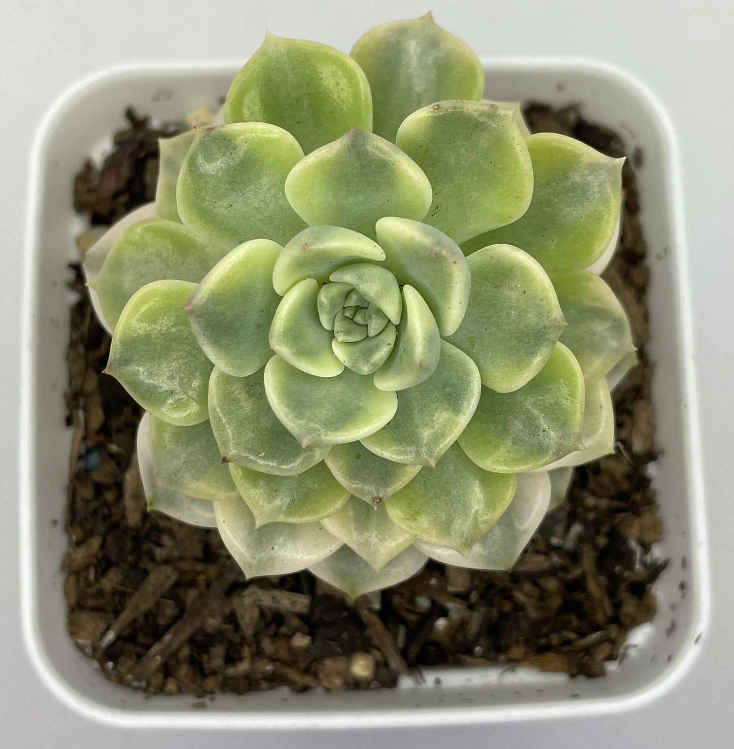 Echeveria 'Tinker Bell' Variegated