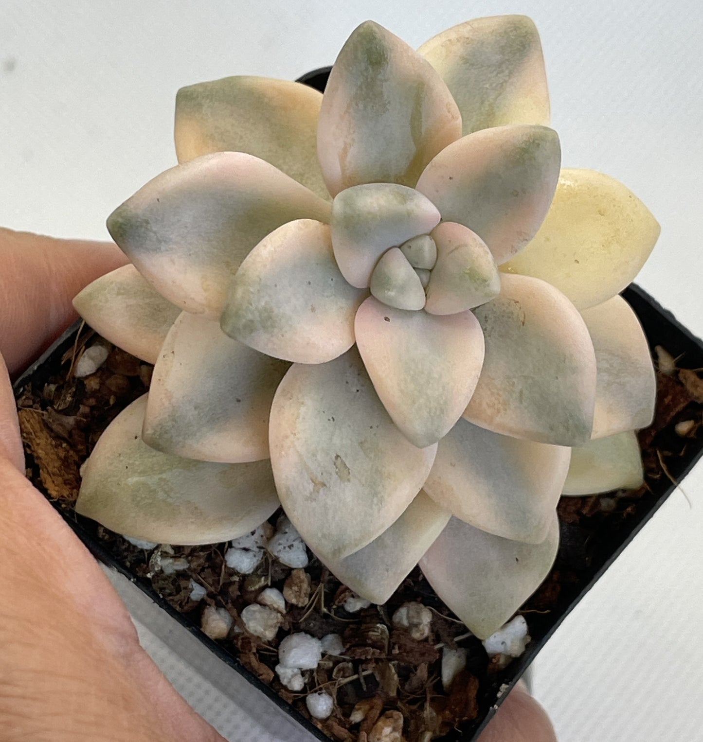 Graptoveria 'Titubans' Variegata