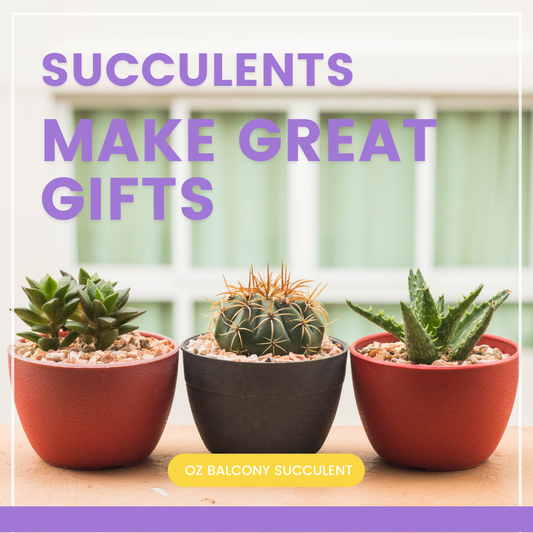 Why Succulents Make Great Gifts: The Perfect Blend of Beauty and Practicality