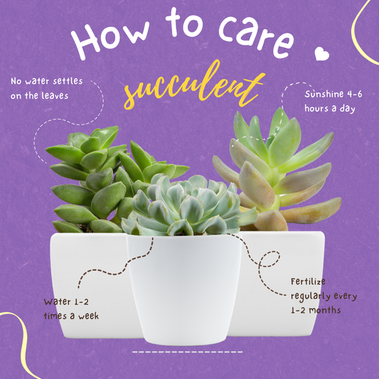 THE ULTIMATE SUCCULENT CARE GUIDE