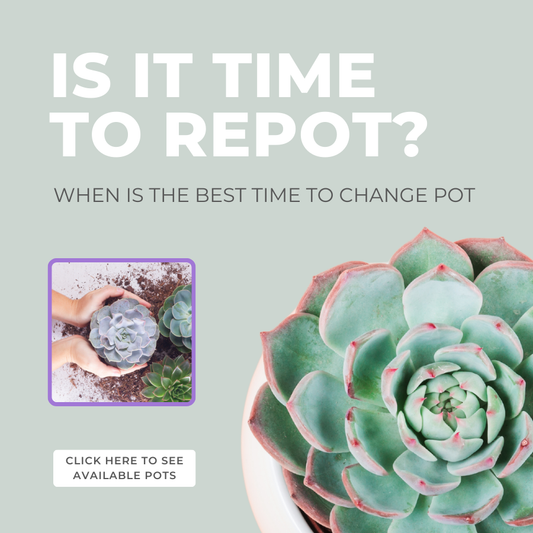 IS IT TIME TO REPOT YOUR SUCCULENT?