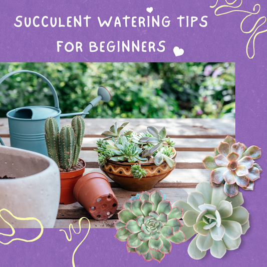 SUCCULENT WATERING TIPS FOR BEGINNERS