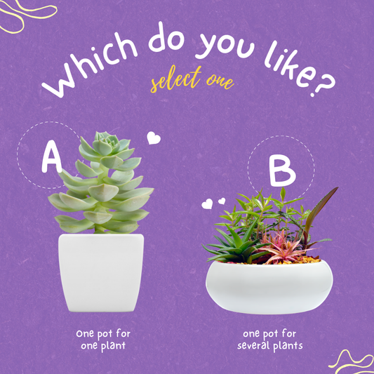 PLANTING SUCCULENTS: TOGETHER OR ALONE?