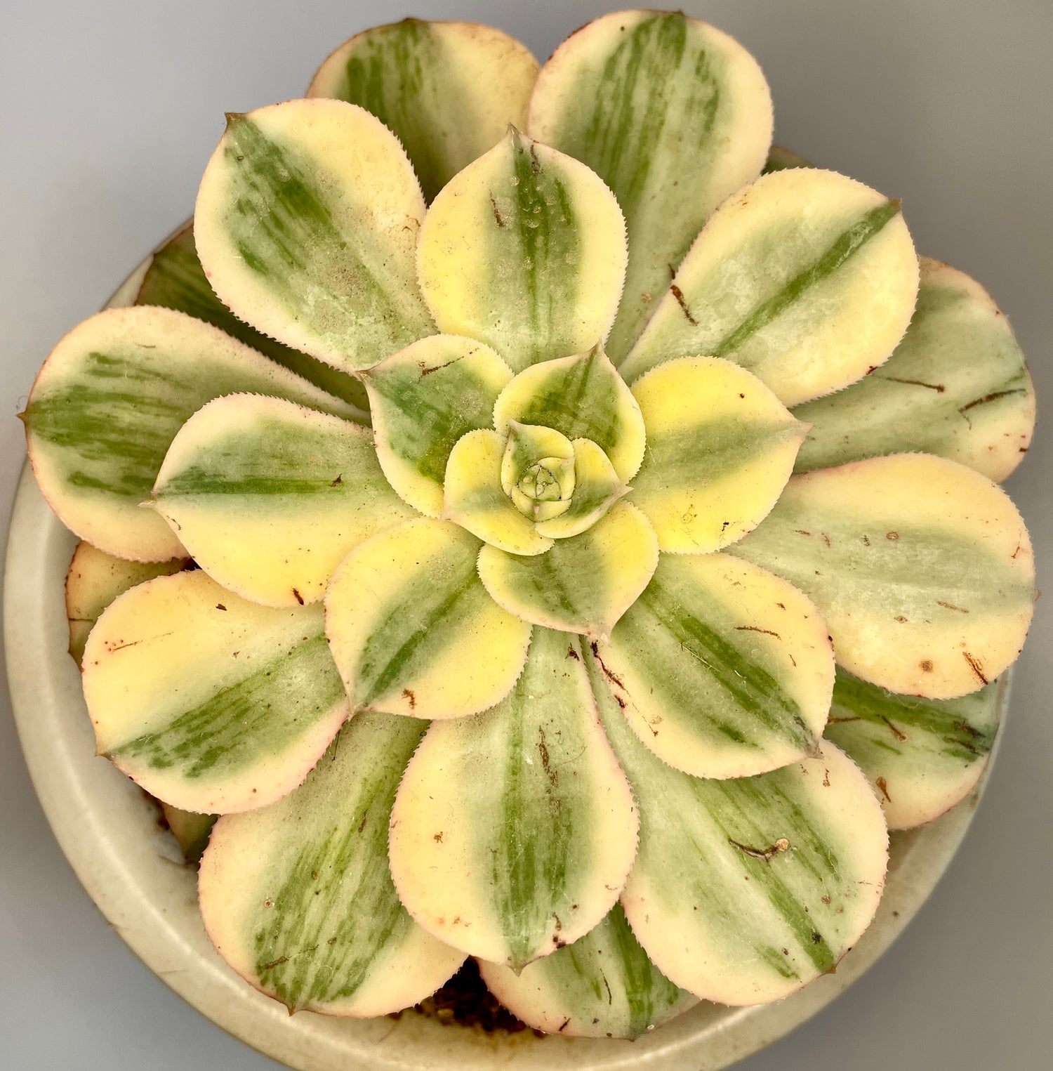 AEONIUM