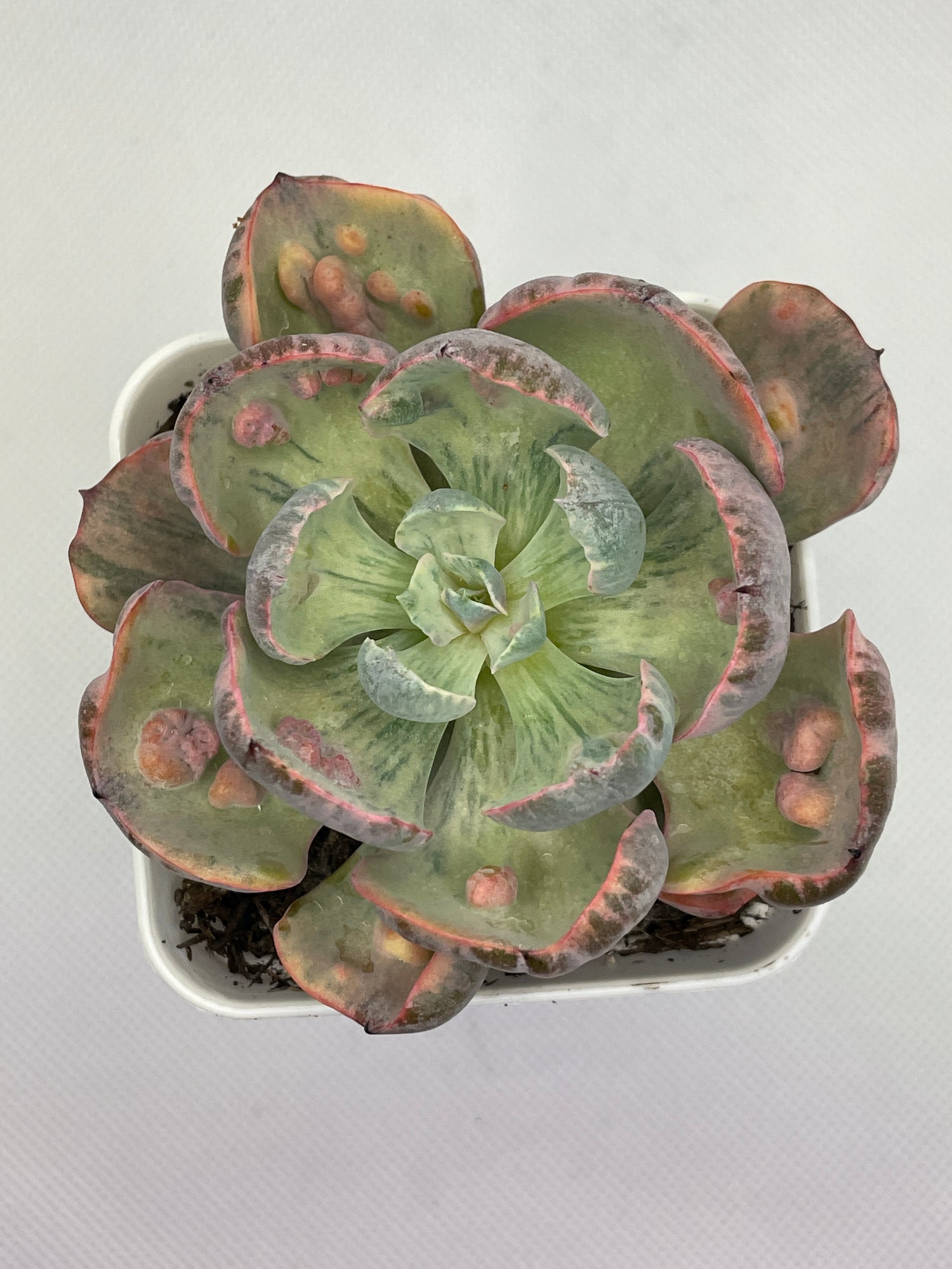 ECHEVERIA