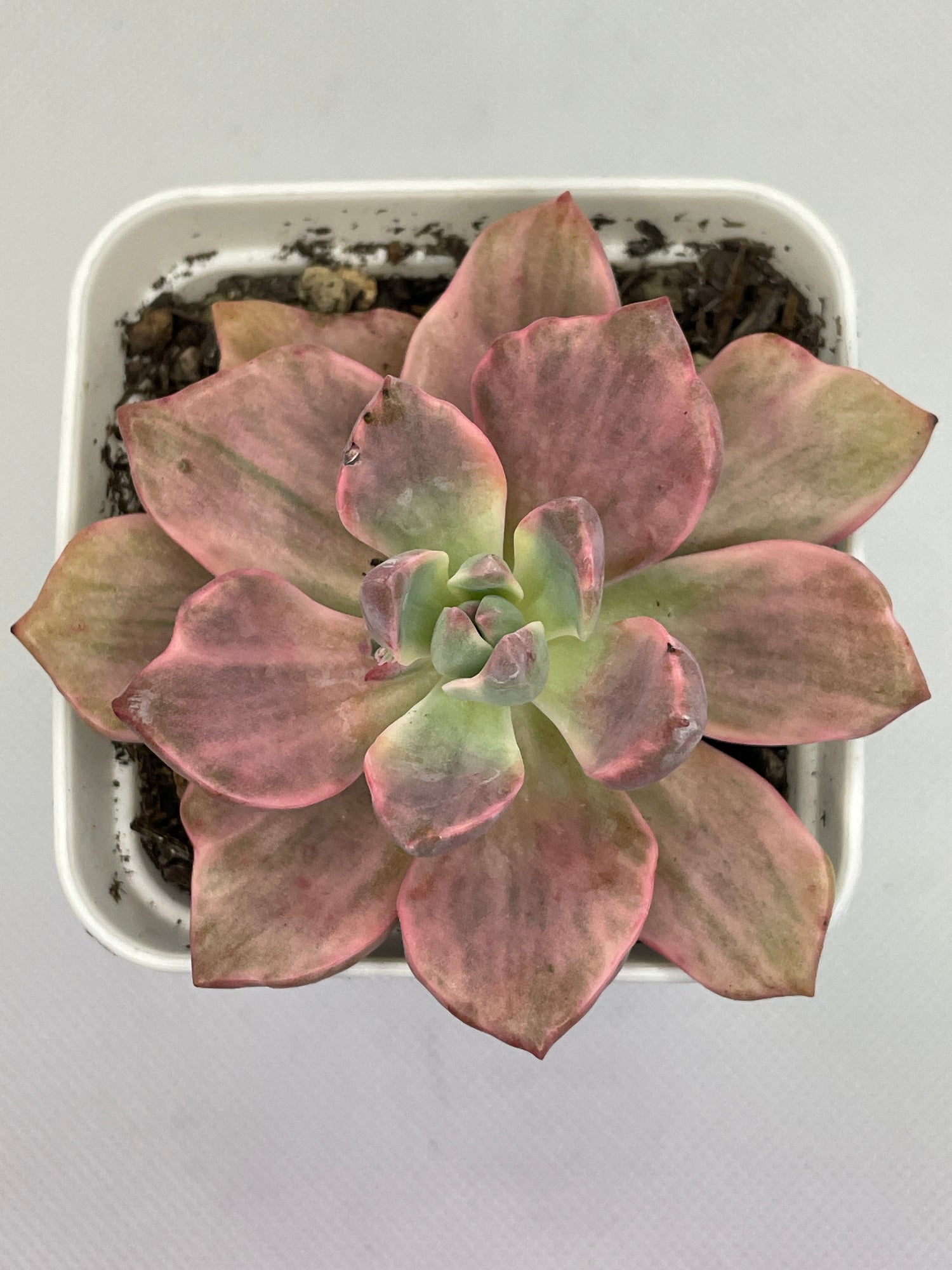 GRAPTOVERIA