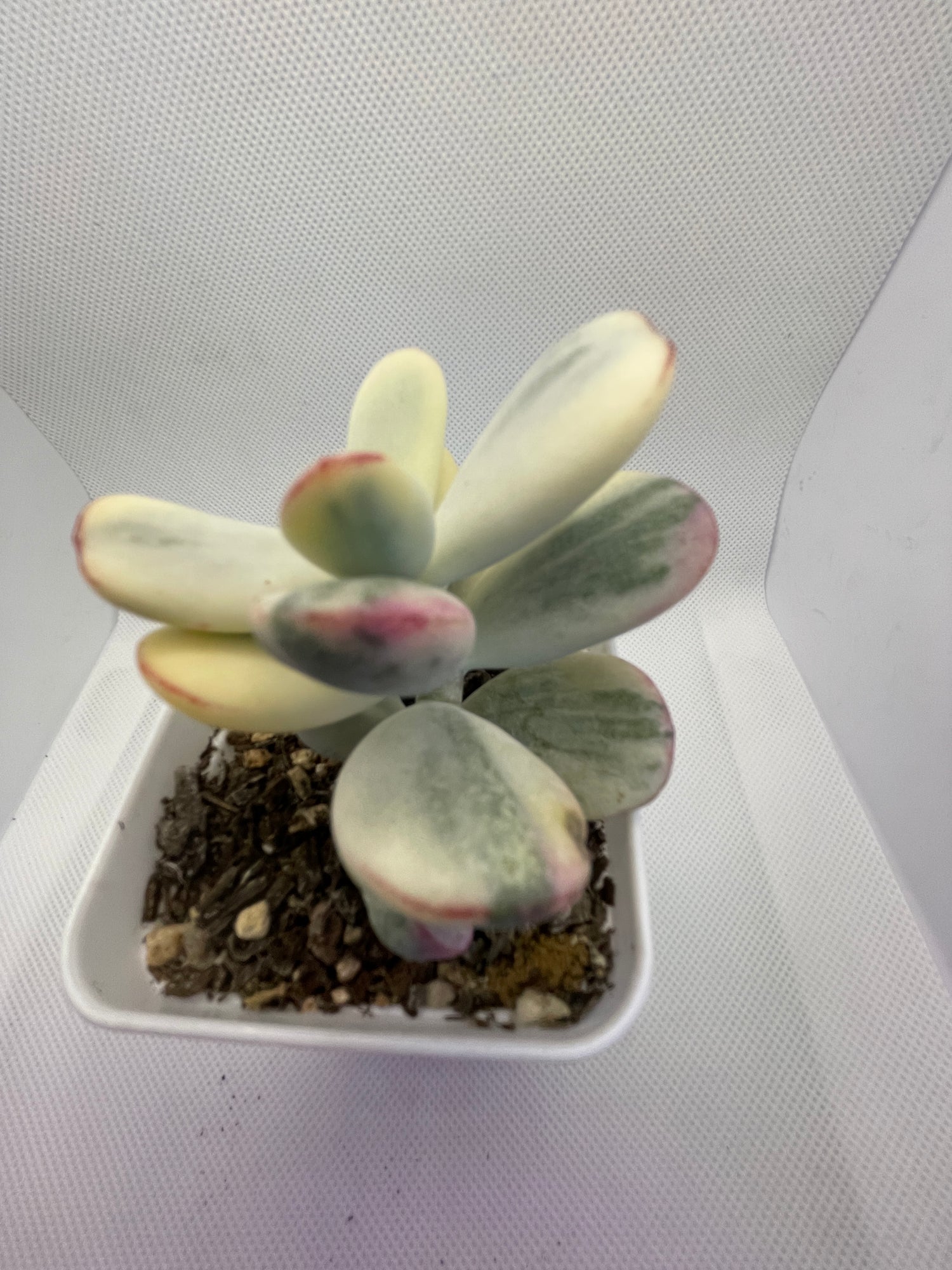 COTYLEDON