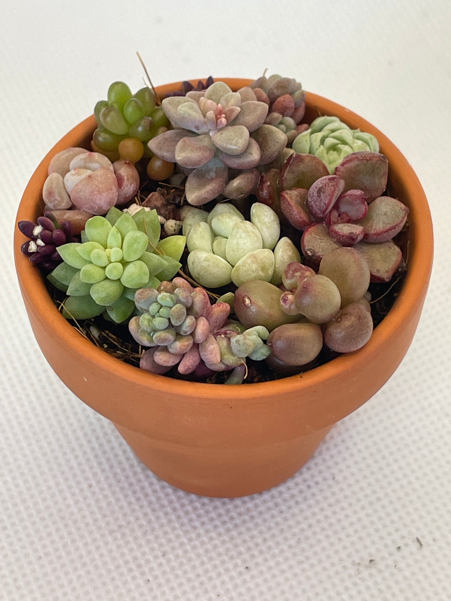 Succulent Arrangements