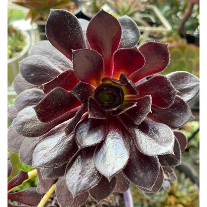 Aeonium Poldark