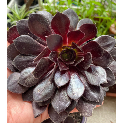 Aeonium Poldark