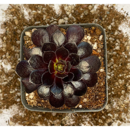 Aeonium Poldark