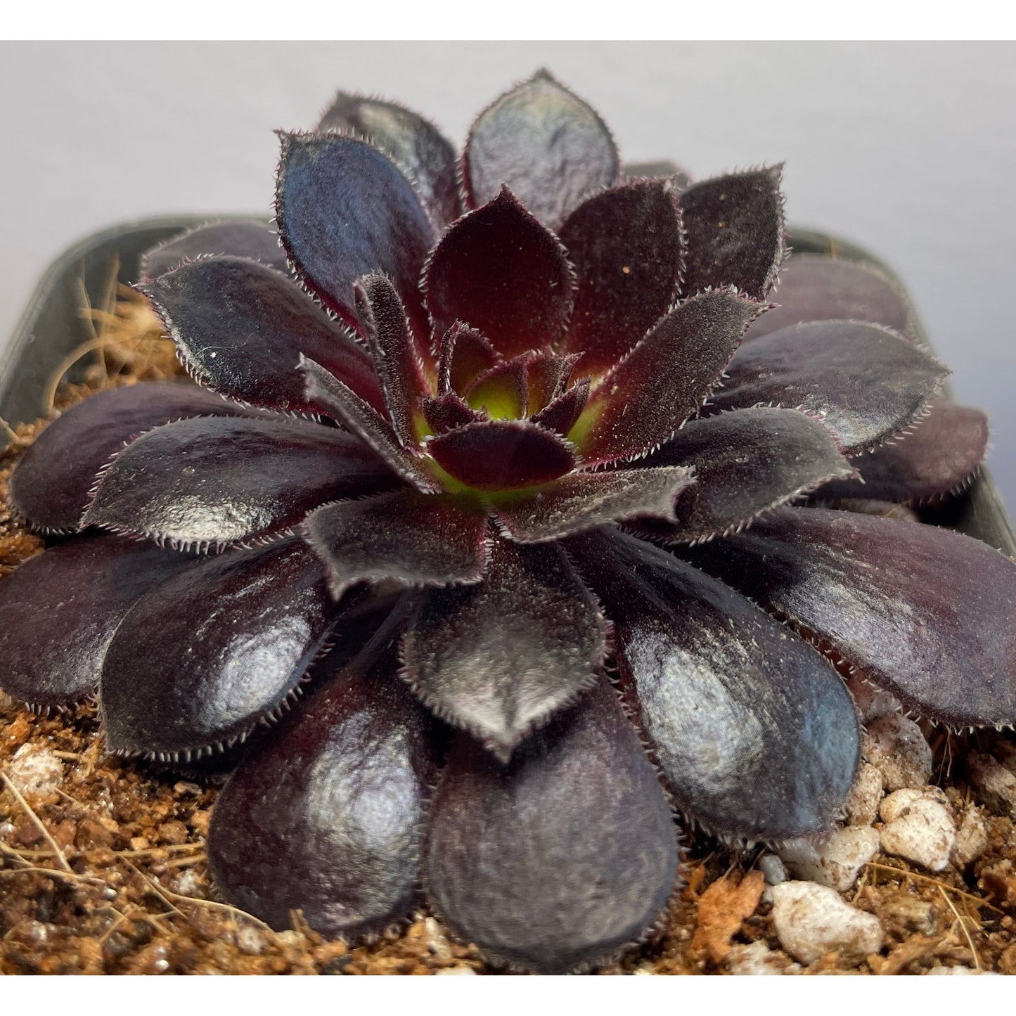 Aeonium Poldark