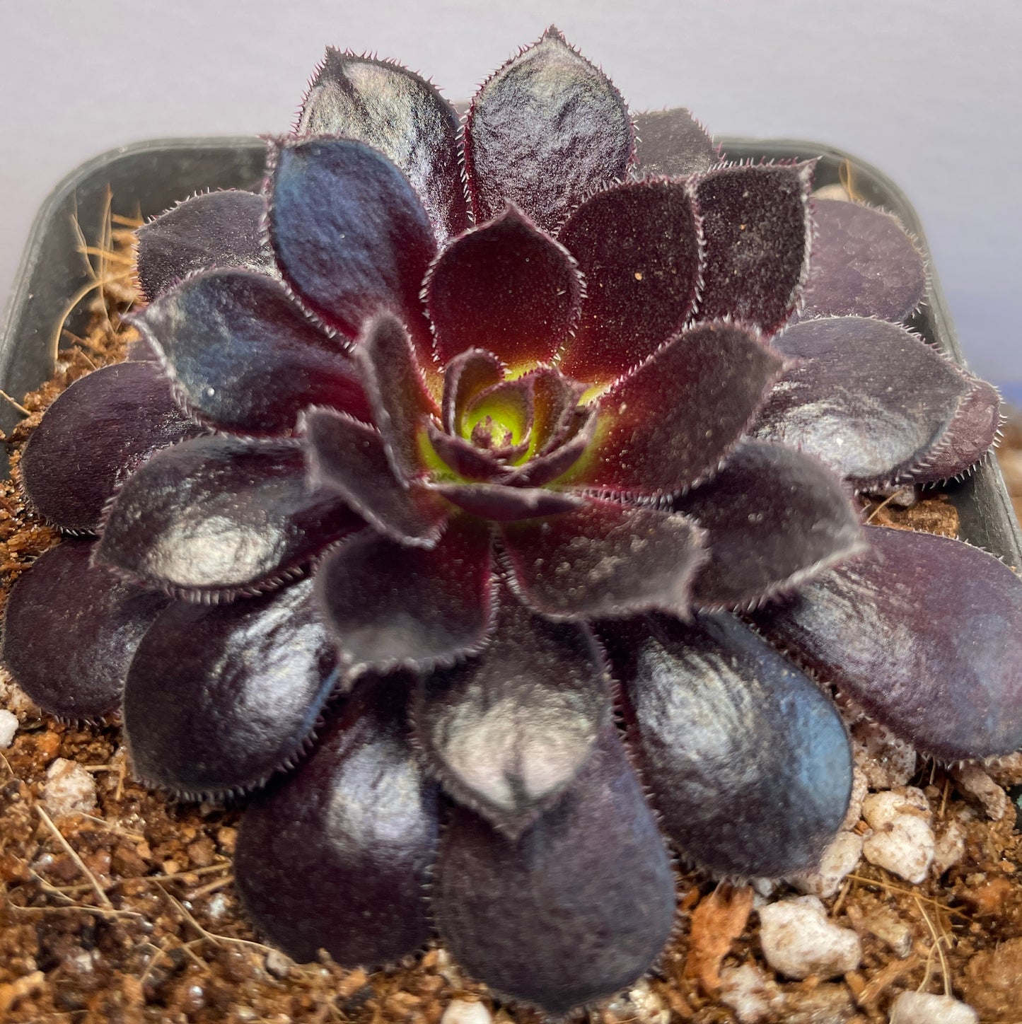 Aeonium Poldark