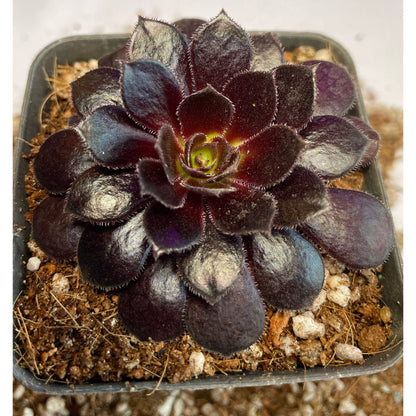 Aeonium Poldark