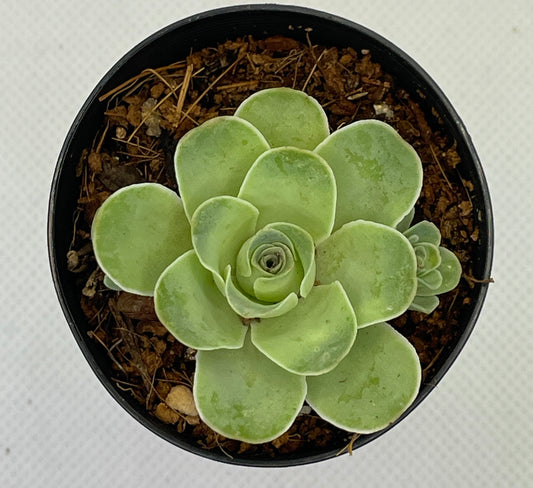 Aeonium Aureum