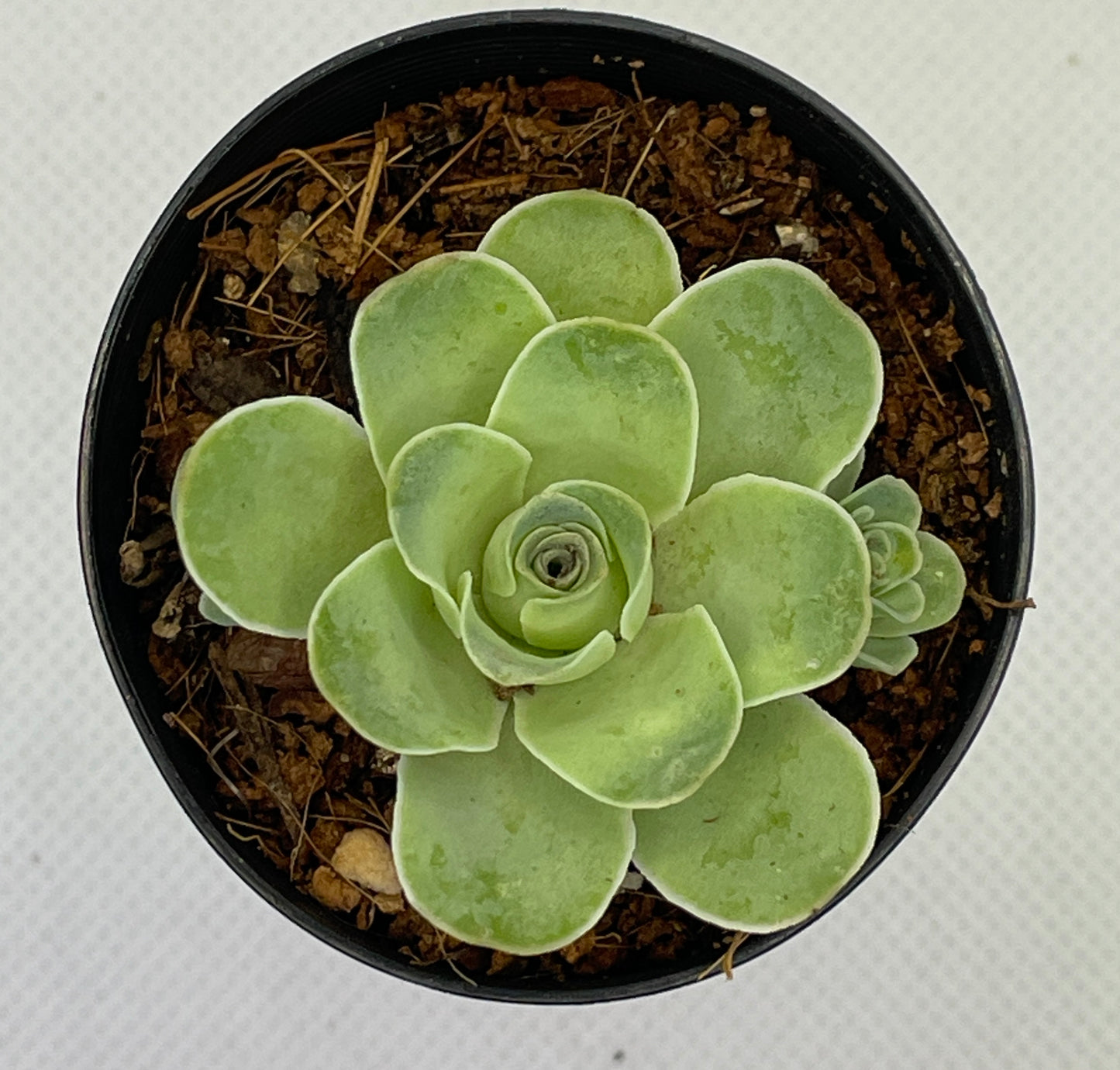 Aeonium Aureum