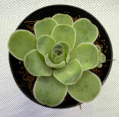 Aeonium Aureum