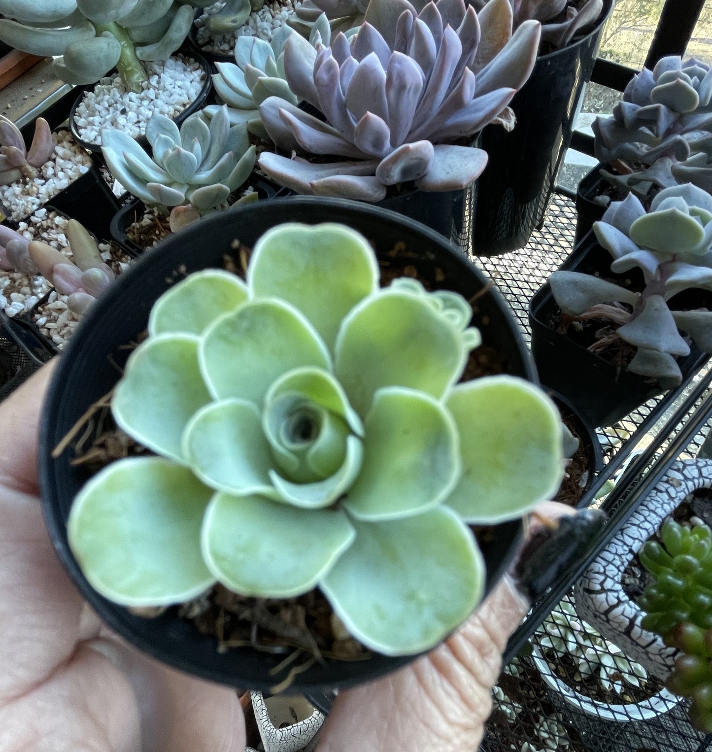 Aeonium Aureum