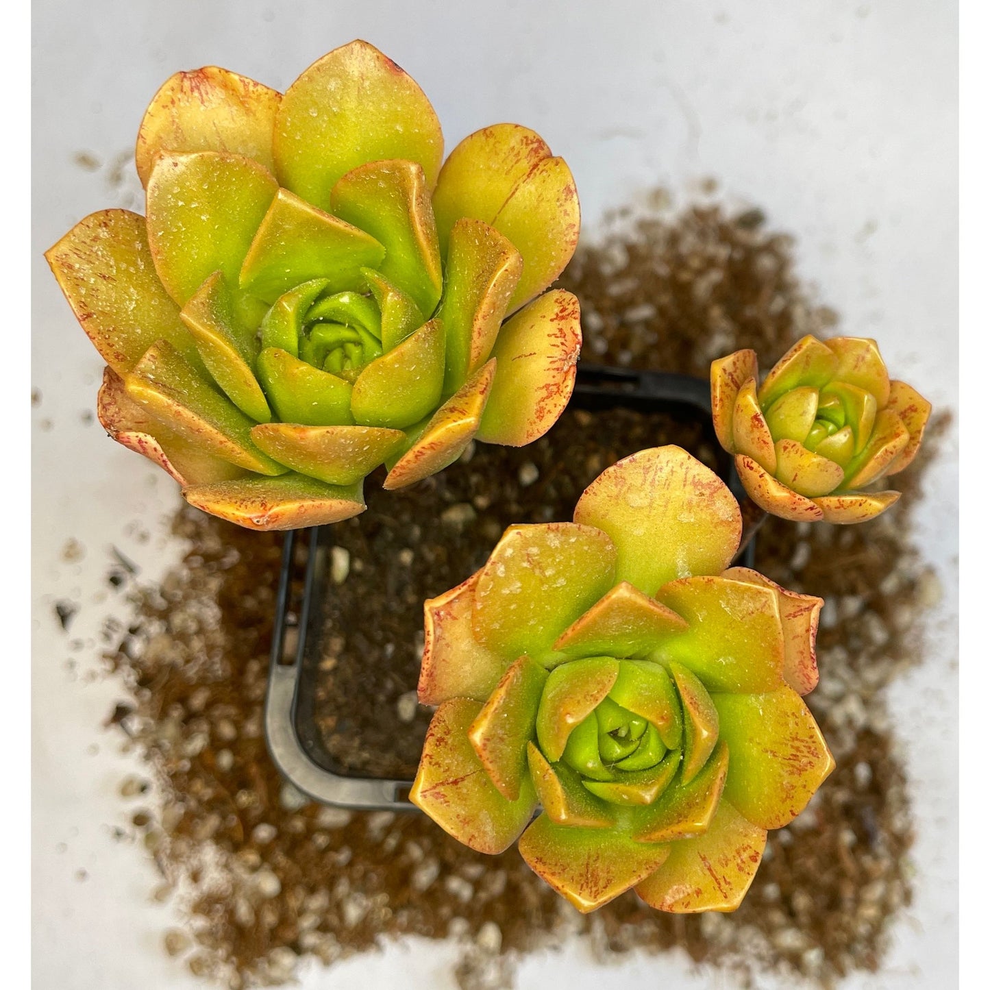 Aeonium 'Bronze Medal'