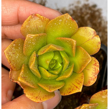 Aeonium 'Bronze Medal'