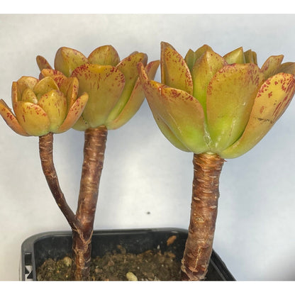 brown succulent Aeonium 'Bronze Medal' – OZ BALCONY SUCCULENT